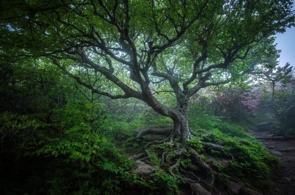 CraggyGardens-147-Tree-in-the-Woods-600x600.jpg