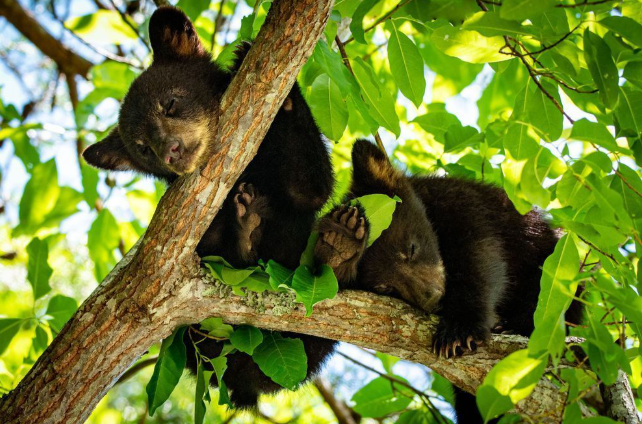 Bear Sweet Dreams.png