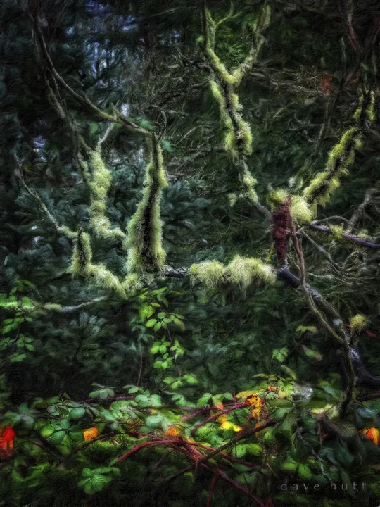 Mossy branches and blackberry bushes Oregon 2018