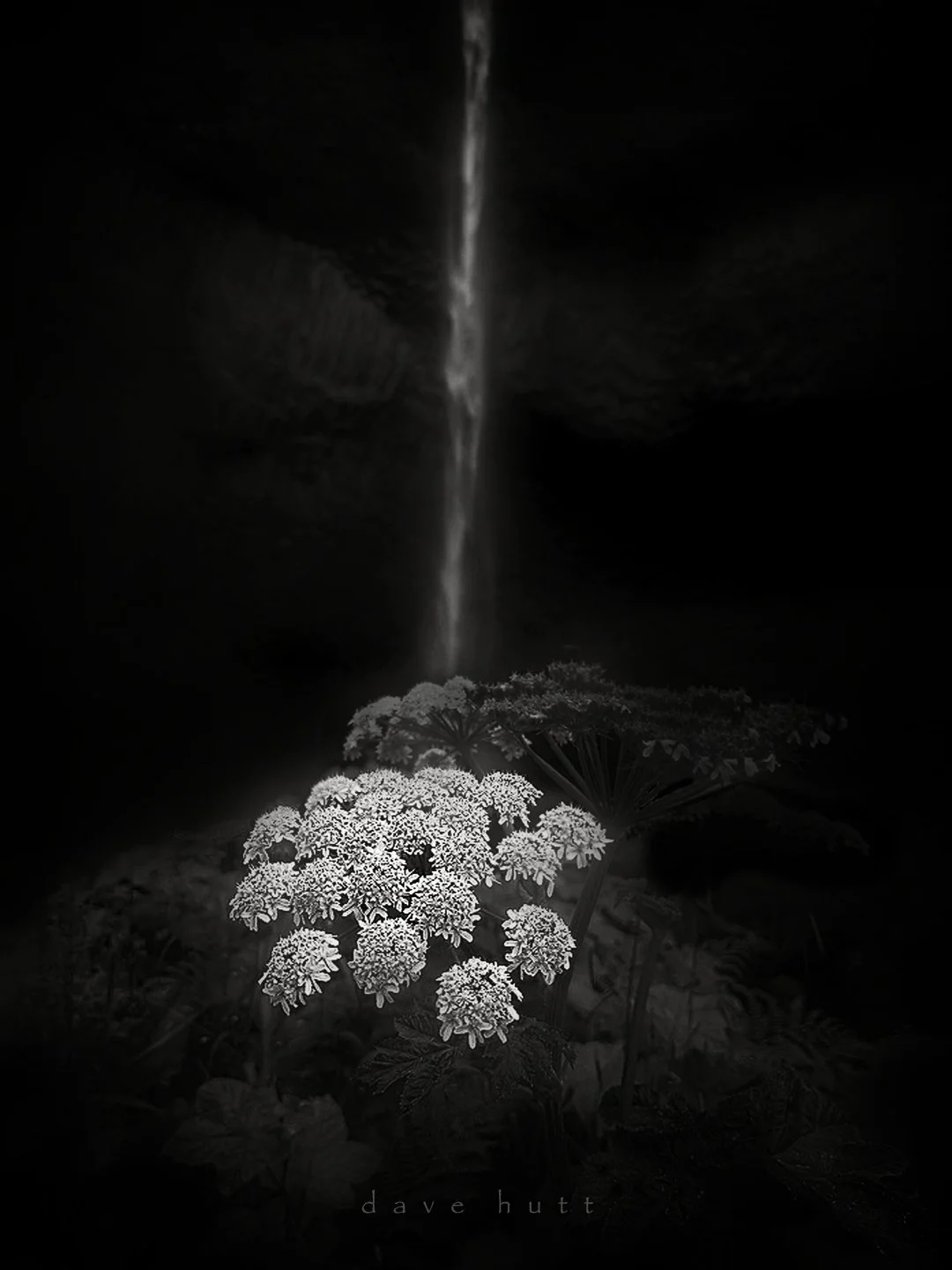 cow parsnip BW.jpg