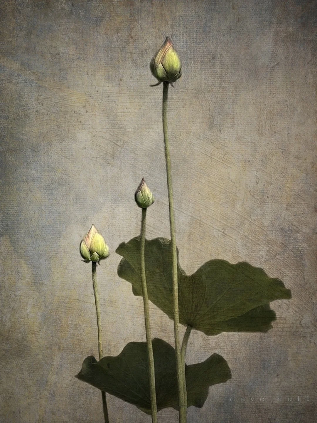 Indian lotus 2.jpg