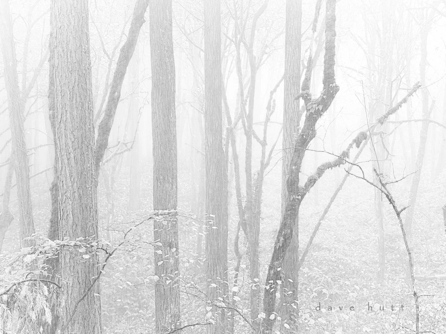 Fog 2.jpg