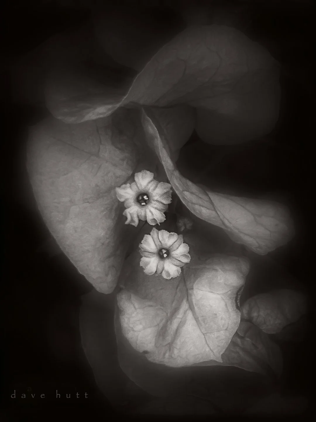 Bougainvillea BW2.jpg