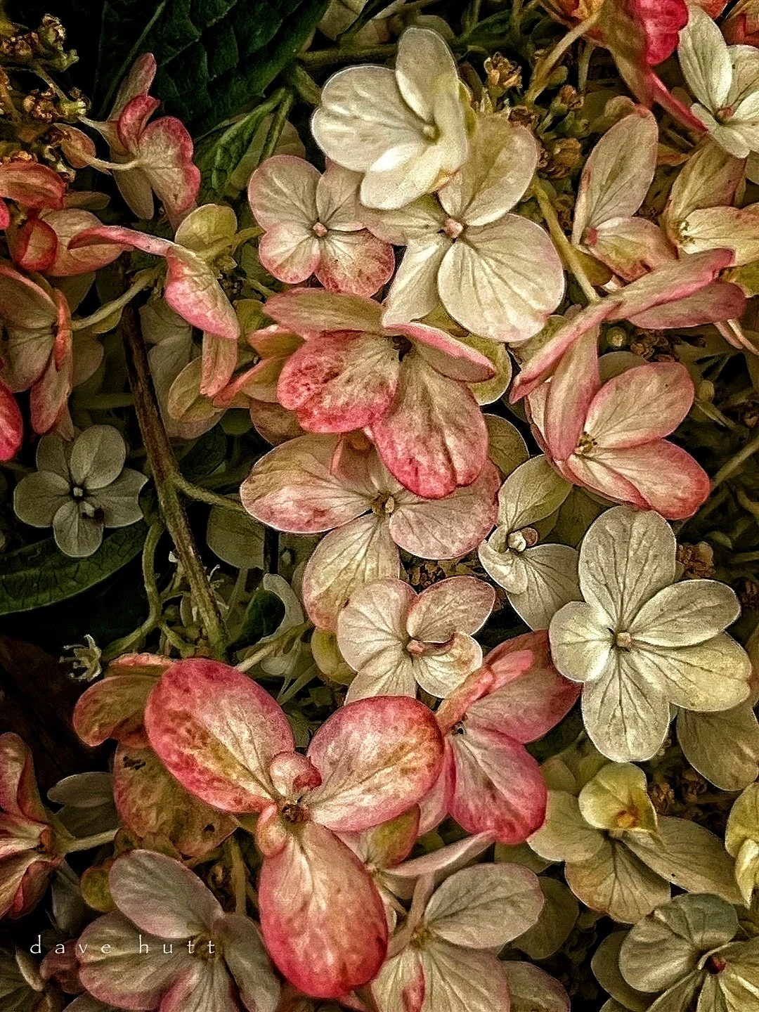 Renaissance detail.jpg