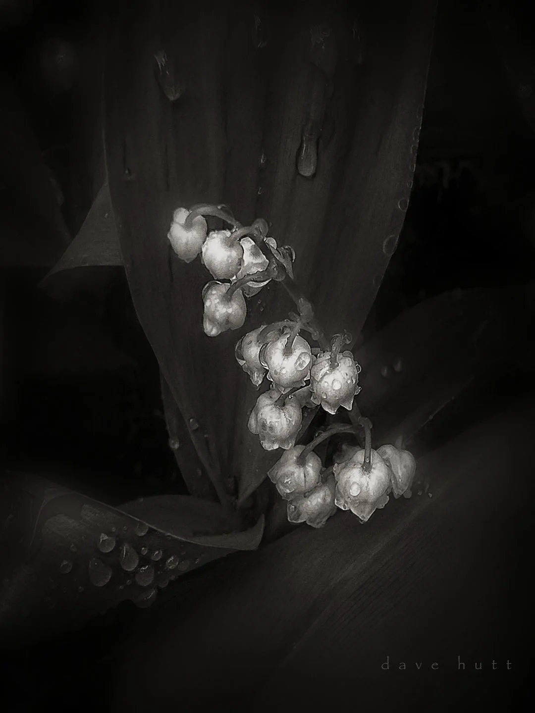 Lilies of the Valley wc.jpg