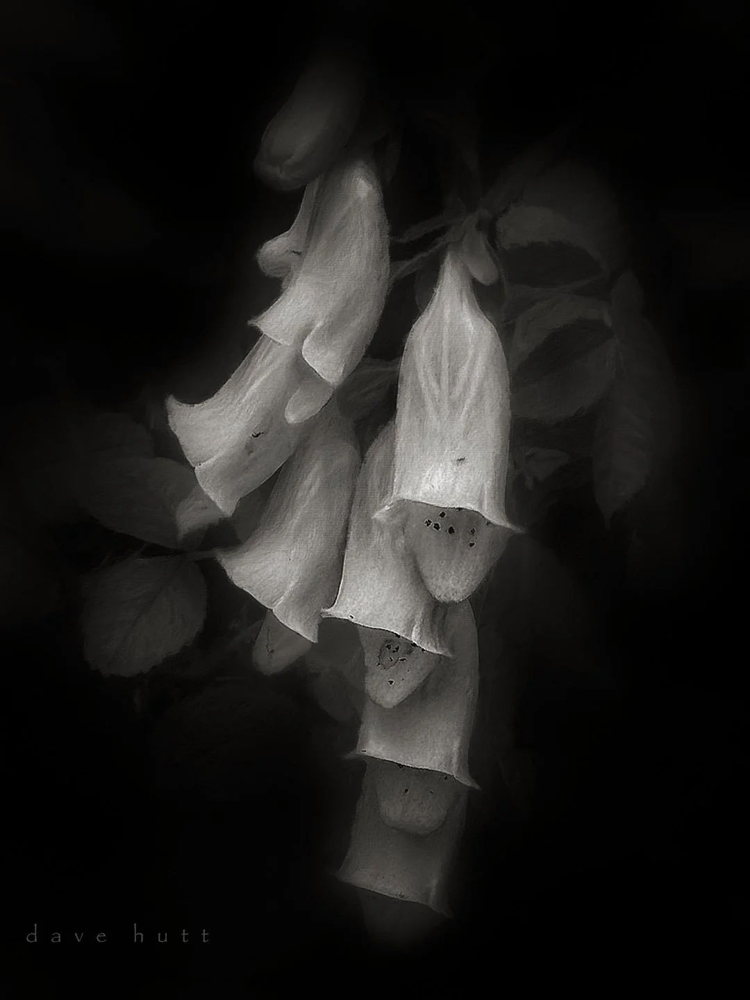 White foxglove BW.jpg