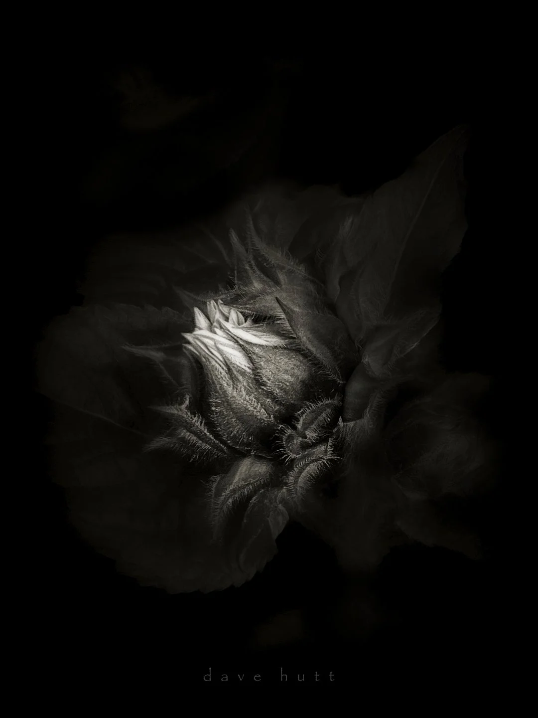 Budding sunflower 2.jpg