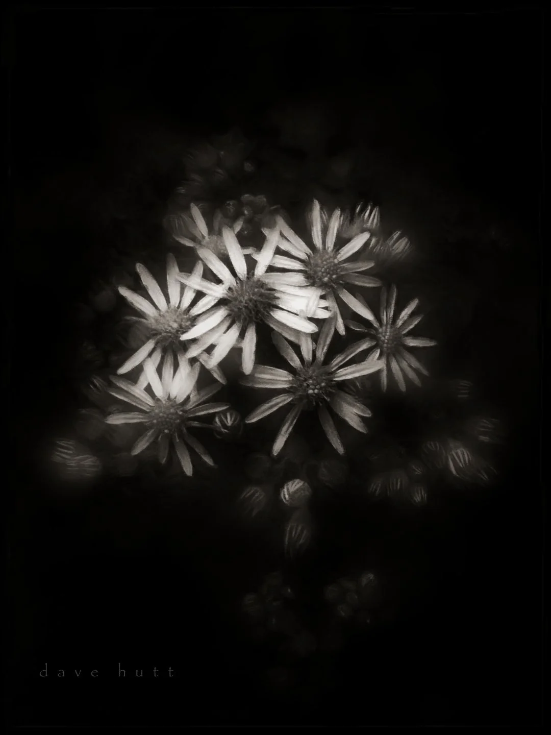 Common ragwort BW.jpg