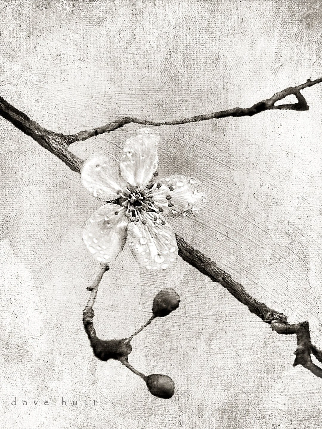 Plum blossom 4.jpg