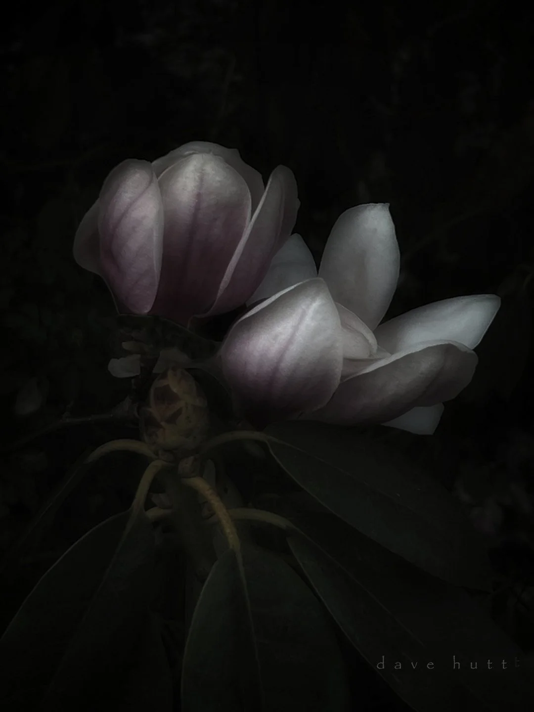 Magnolia Color.jpg