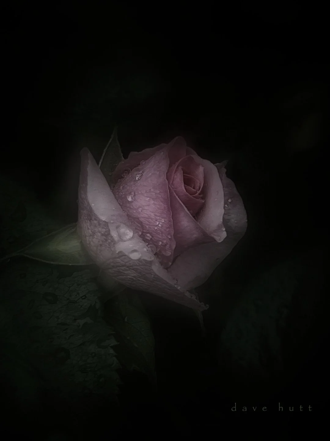 Pink rose.jpg