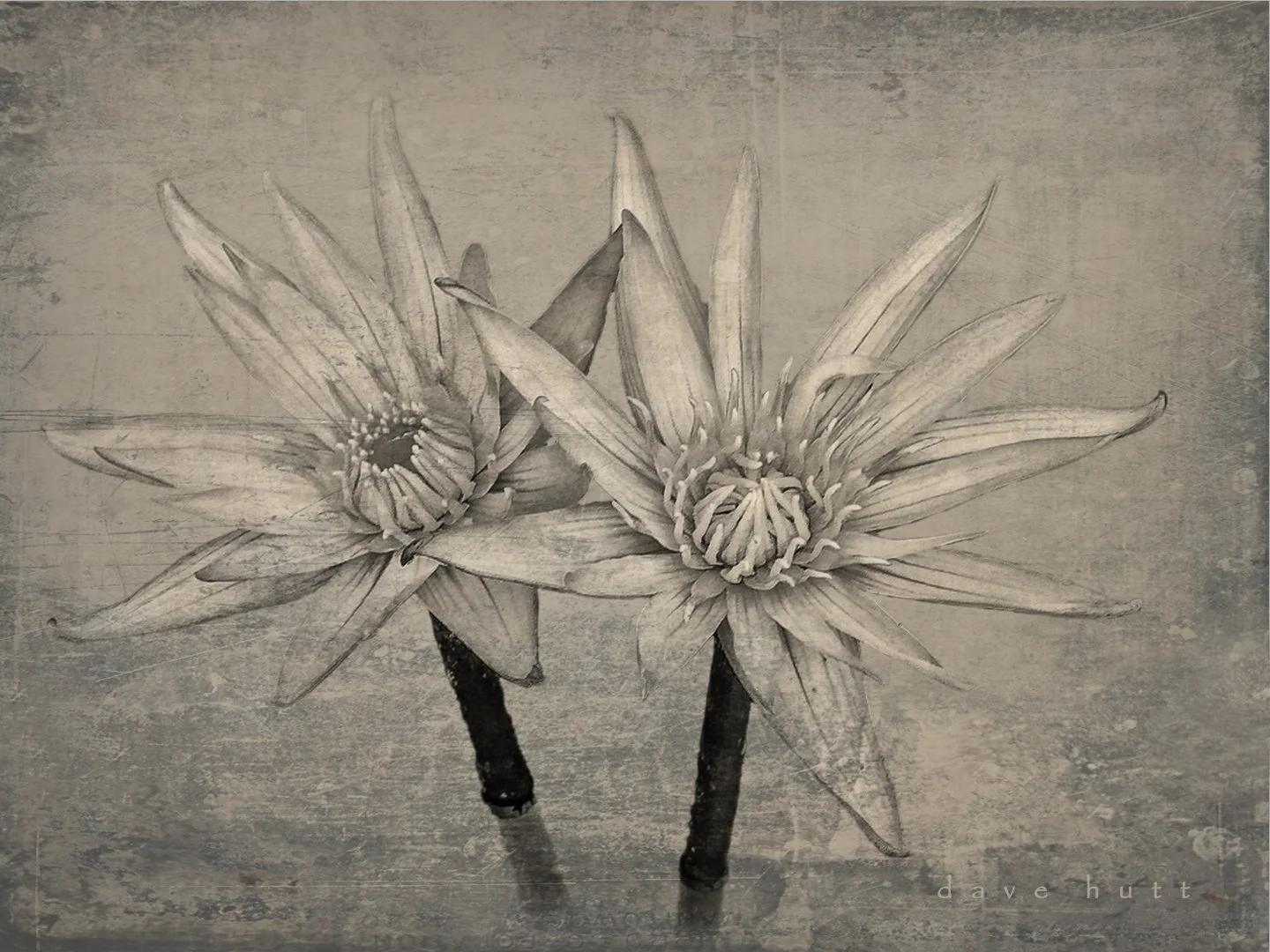 Egyptian lotus BW.jpg