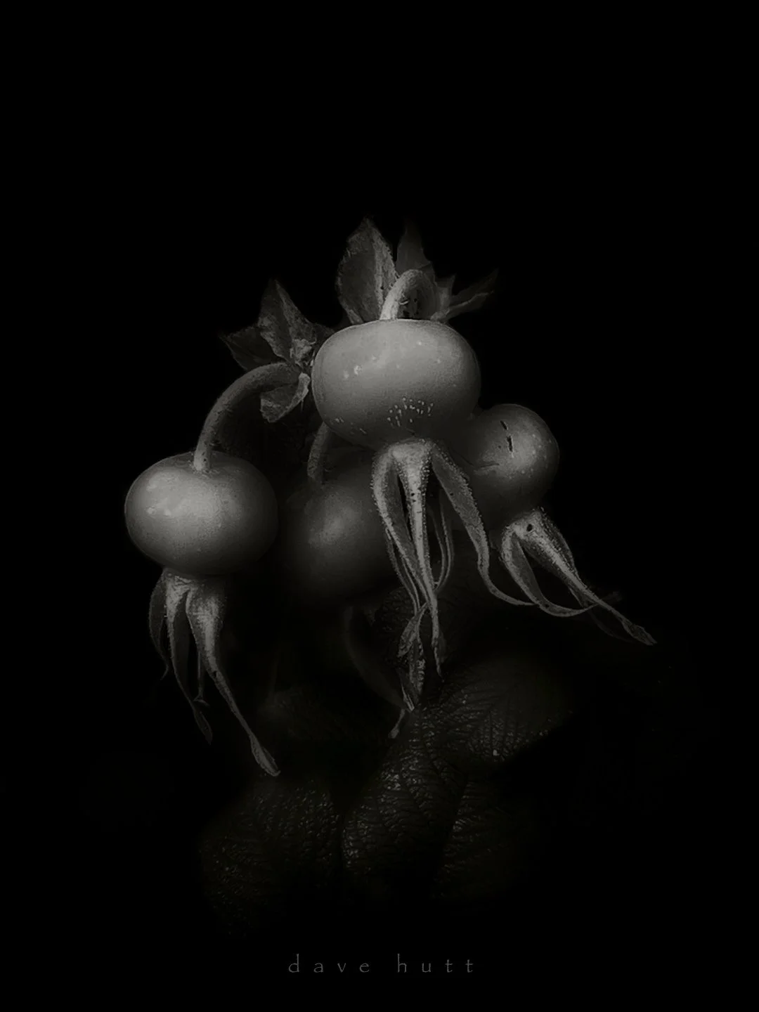 Rose hips BW.jpg