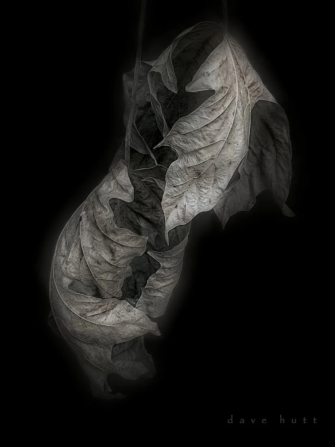 Two leaves 2.jpg
