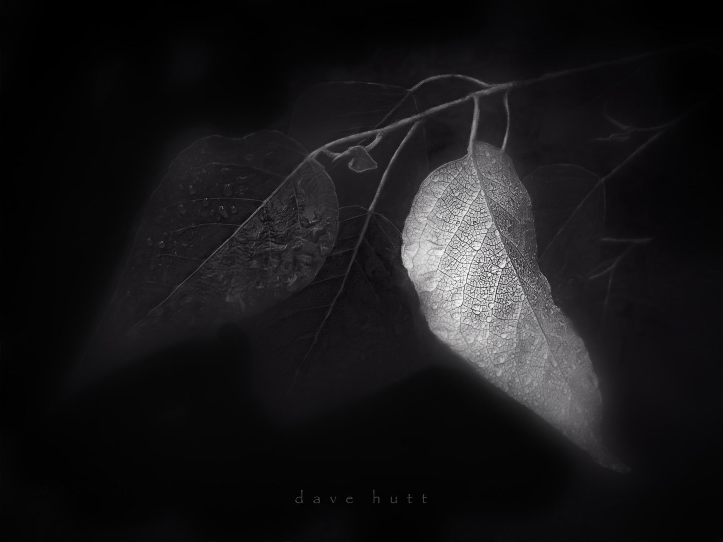 Wet poplar leaves 2 .jpg