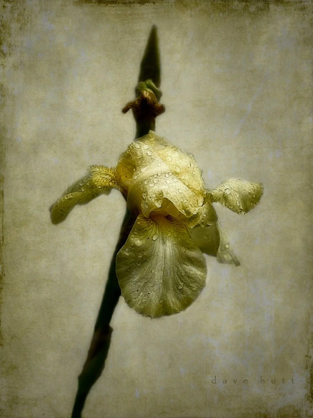 Yellow iris 3.jpg