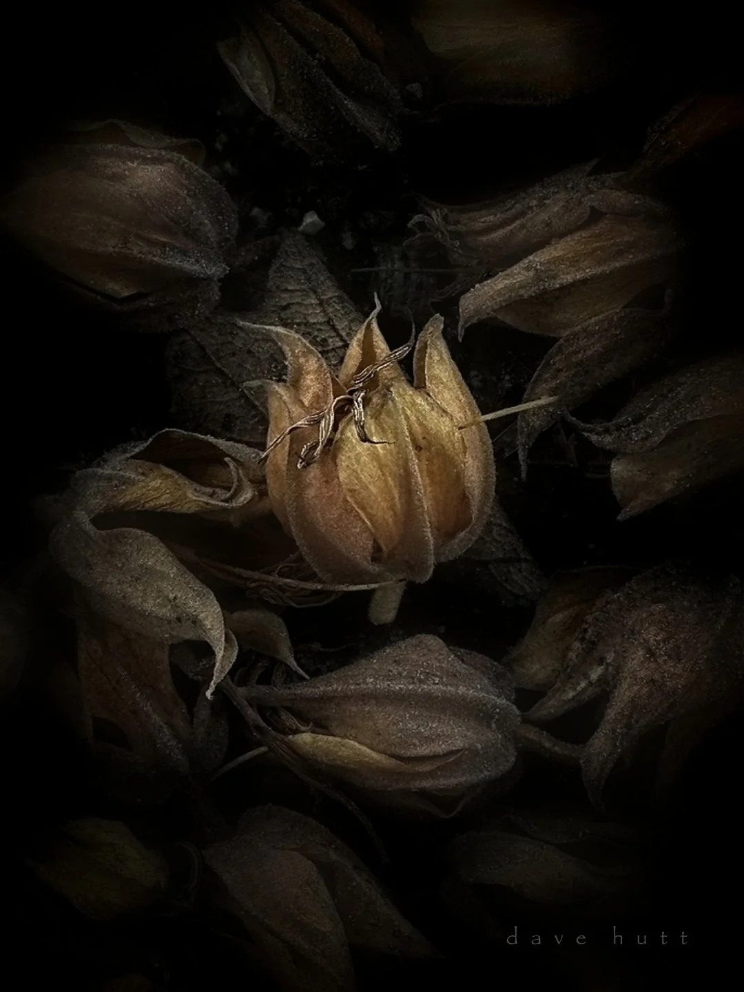 Flannelbush detritus.jpg