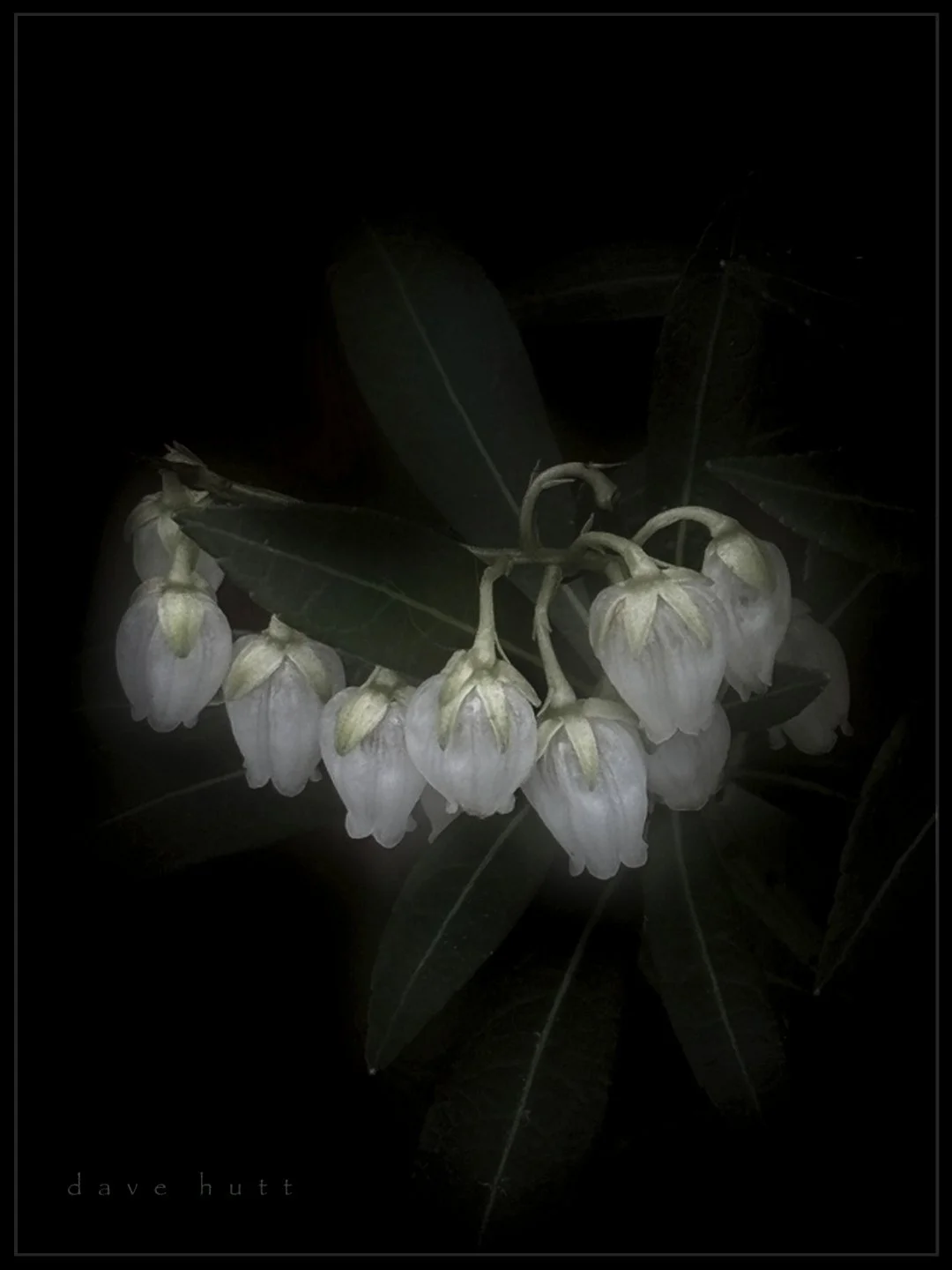 Japanese pieris.jpg