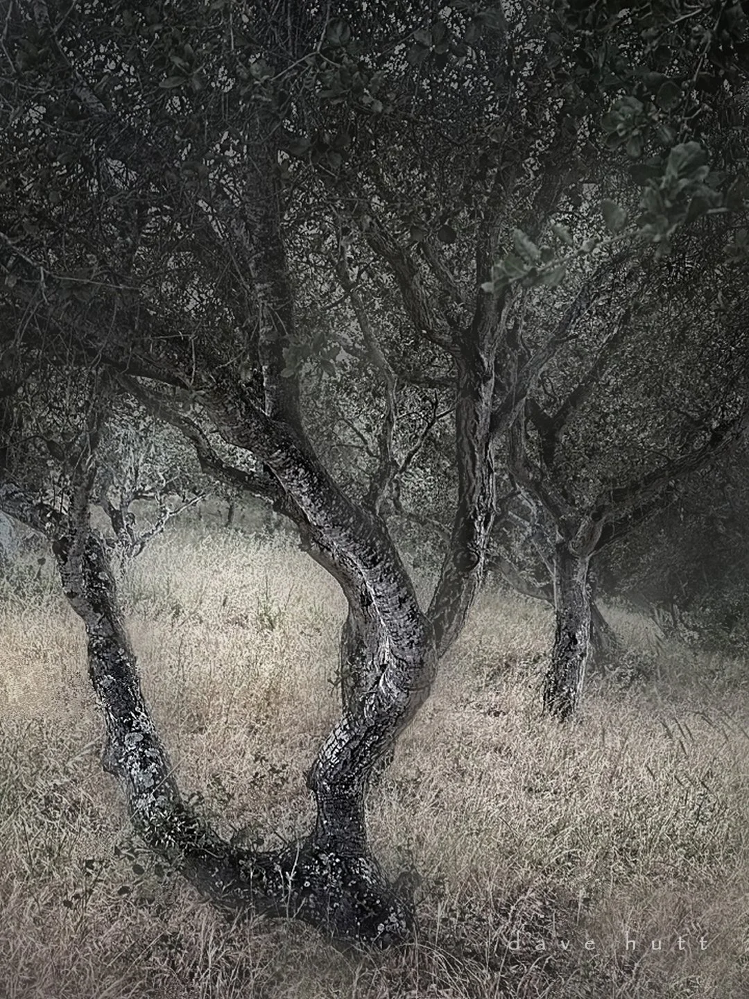 Coast live oak.jpg