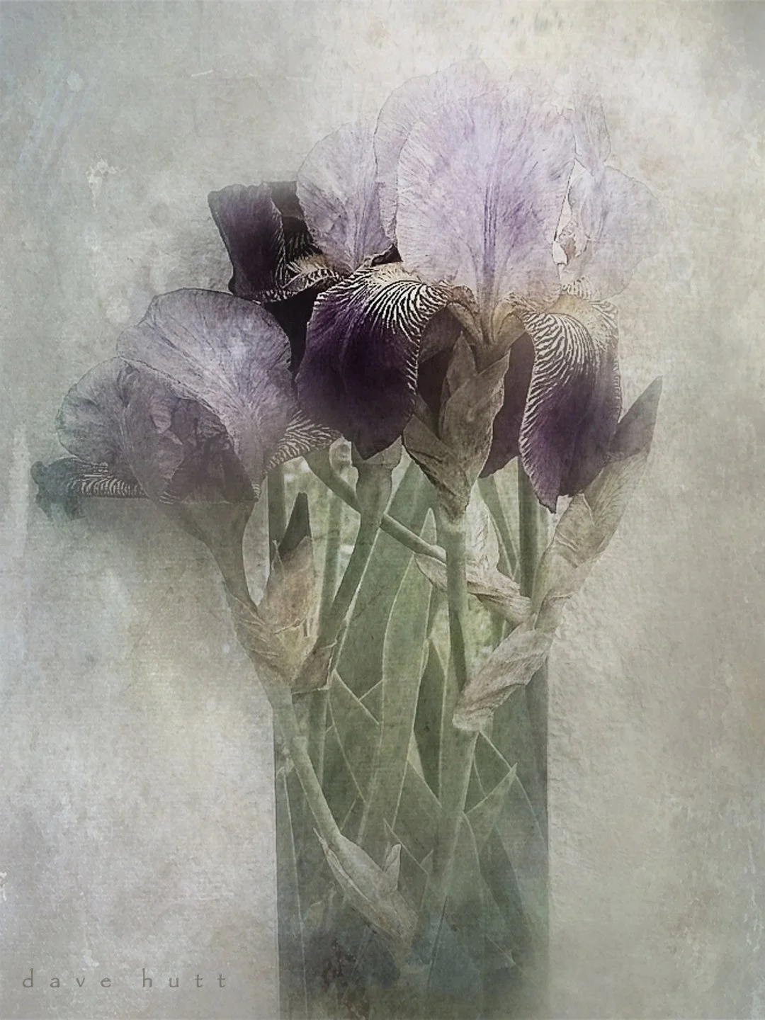 Iris in fence WC.jpg