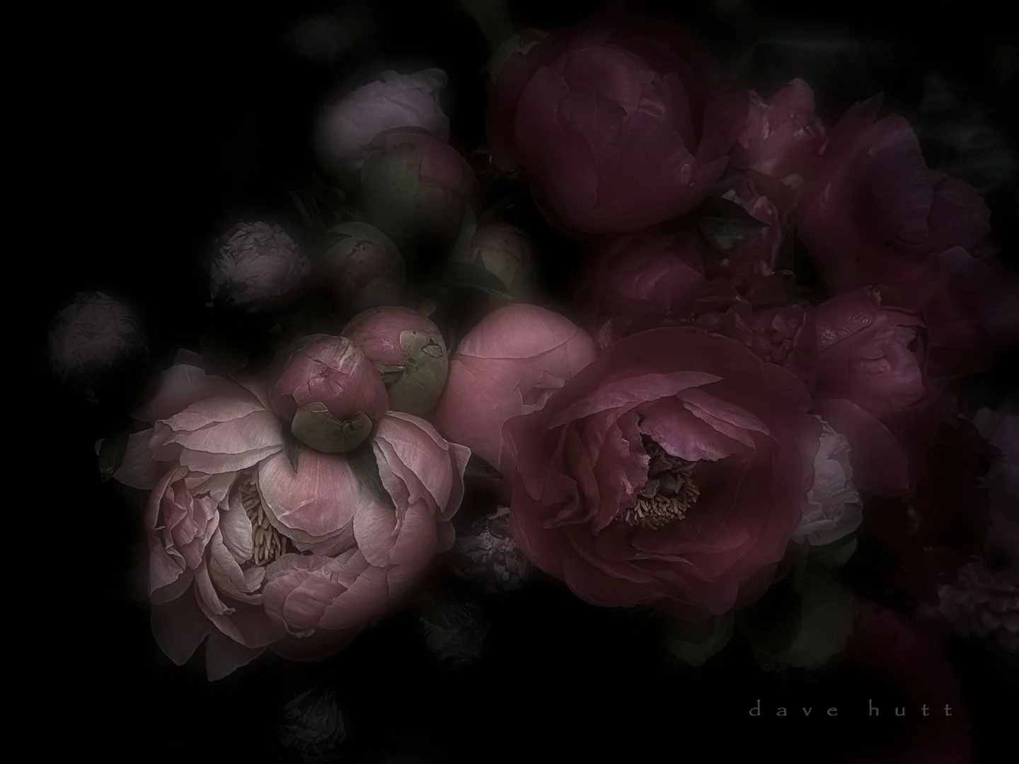 Still life peonies 2.jpg