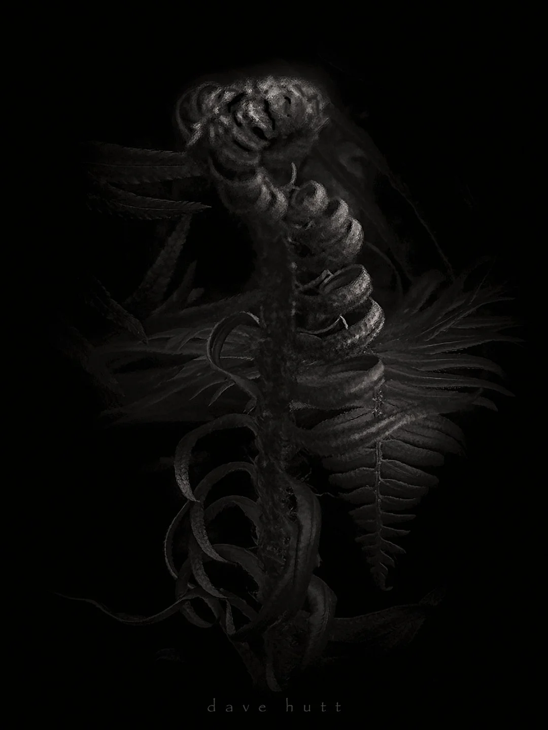 Swordfern 2.jpg