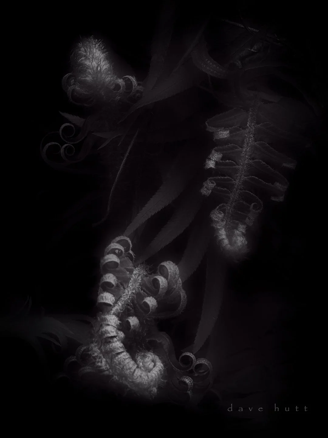 Three ferns.jpg