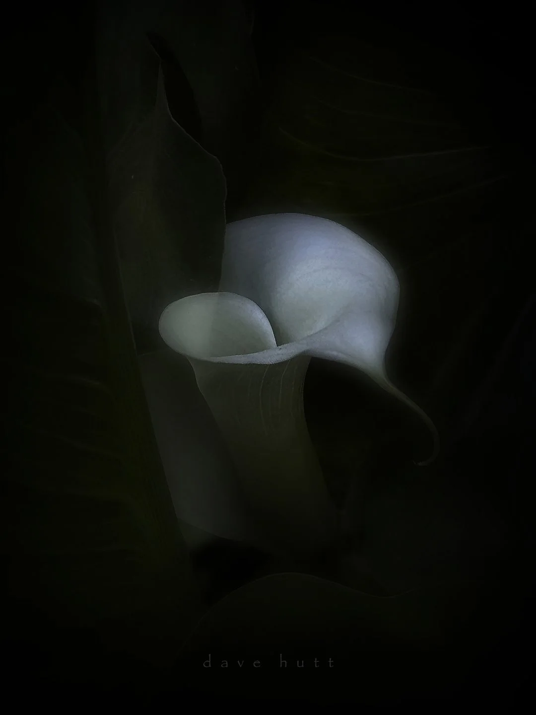Lonely lily.jpg