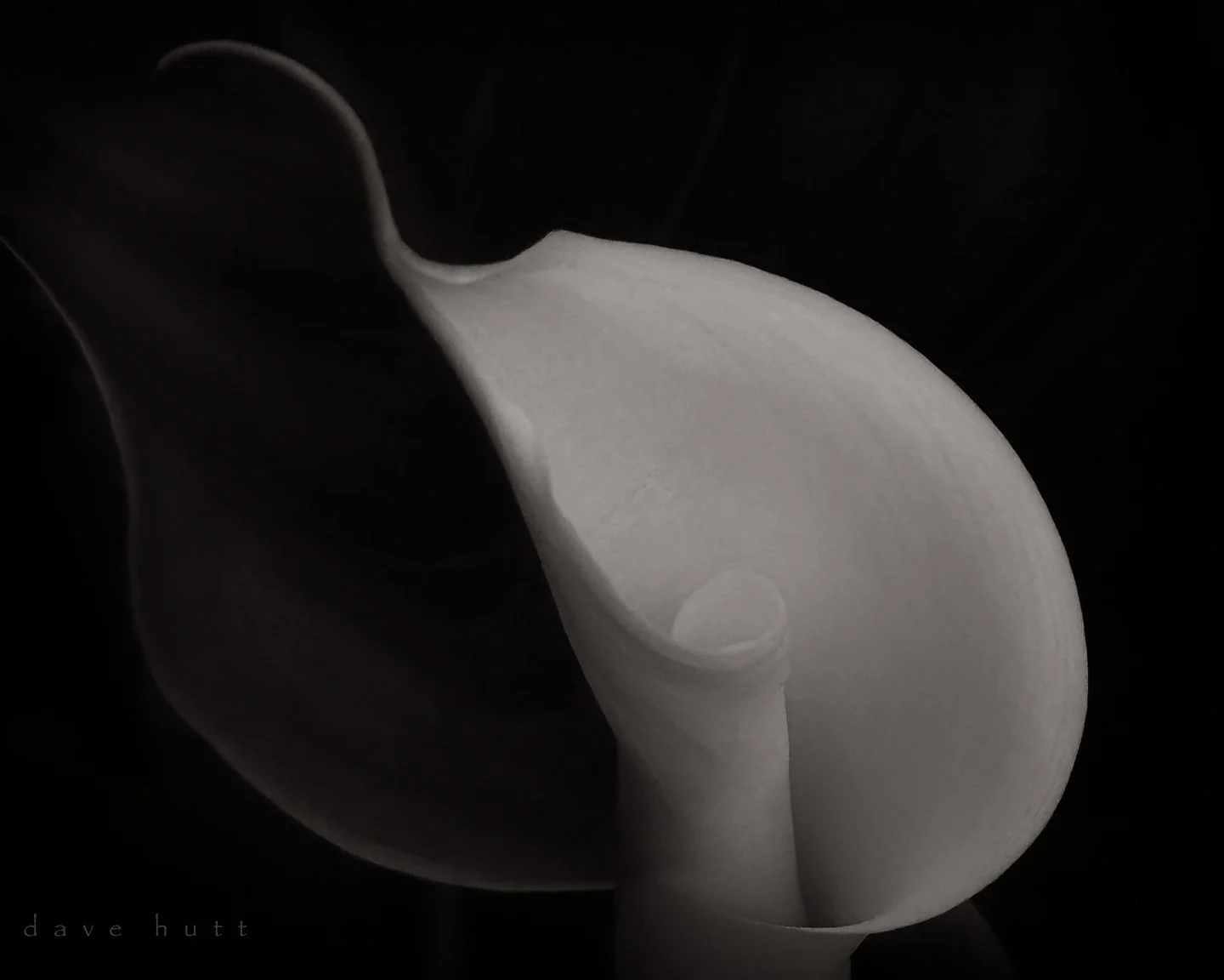 Calla lily BW.jpg