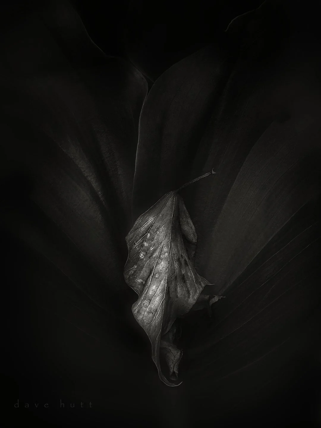 Dry calla BW.jpg