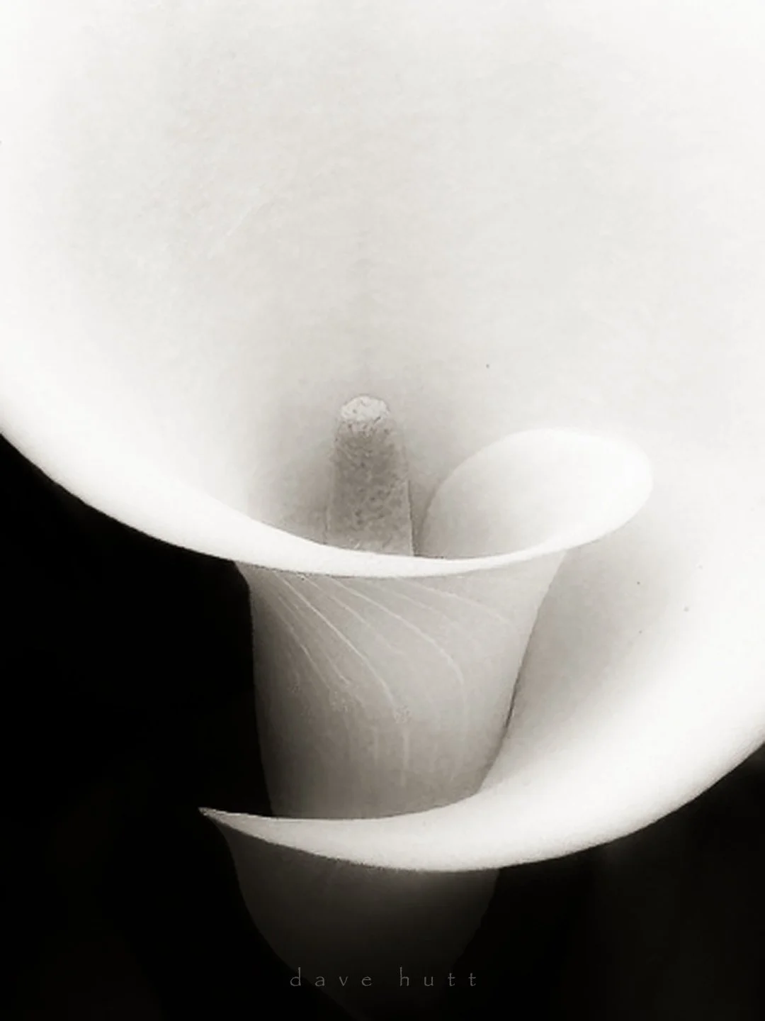 Lily closeup.jpg