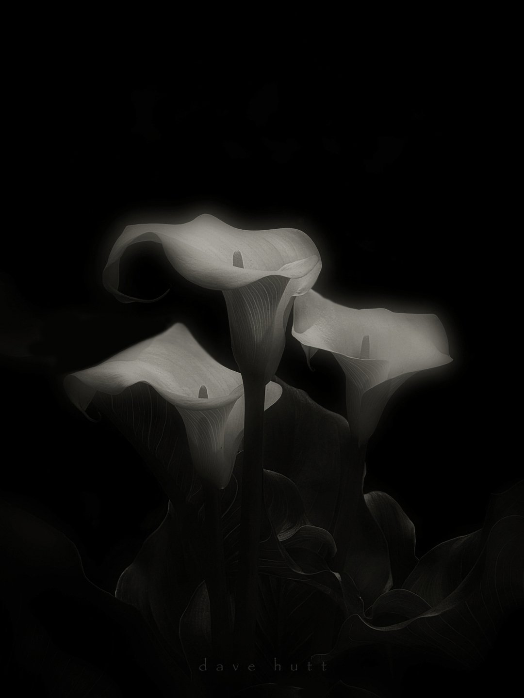 Three lilies BW.jpg