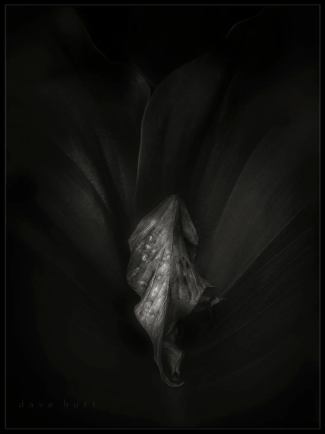 Dry calla BW.jpg