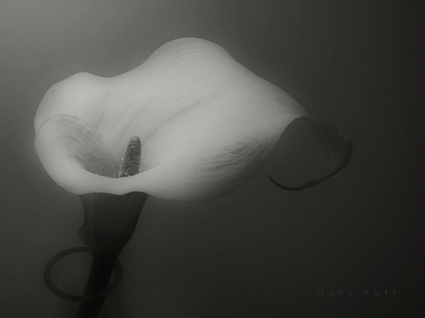 Lily in vase 2.jpg