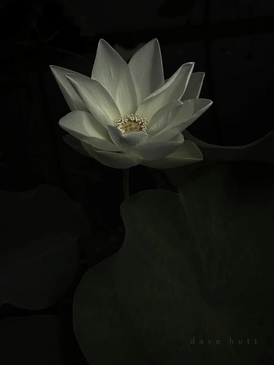 American lotus.jpg