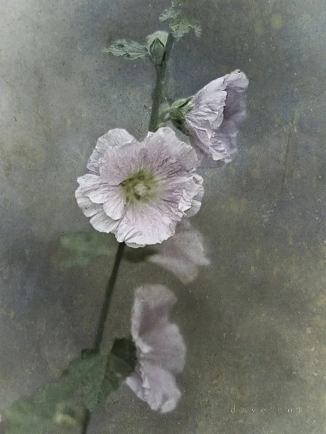 Hollyhock 2.jpg