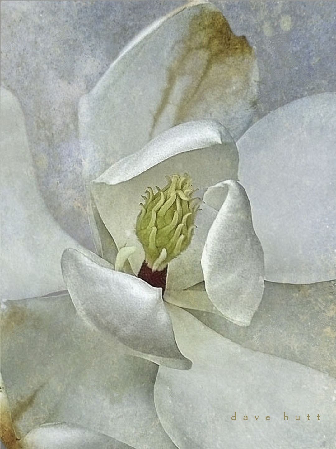 Magnolia 2.jpg