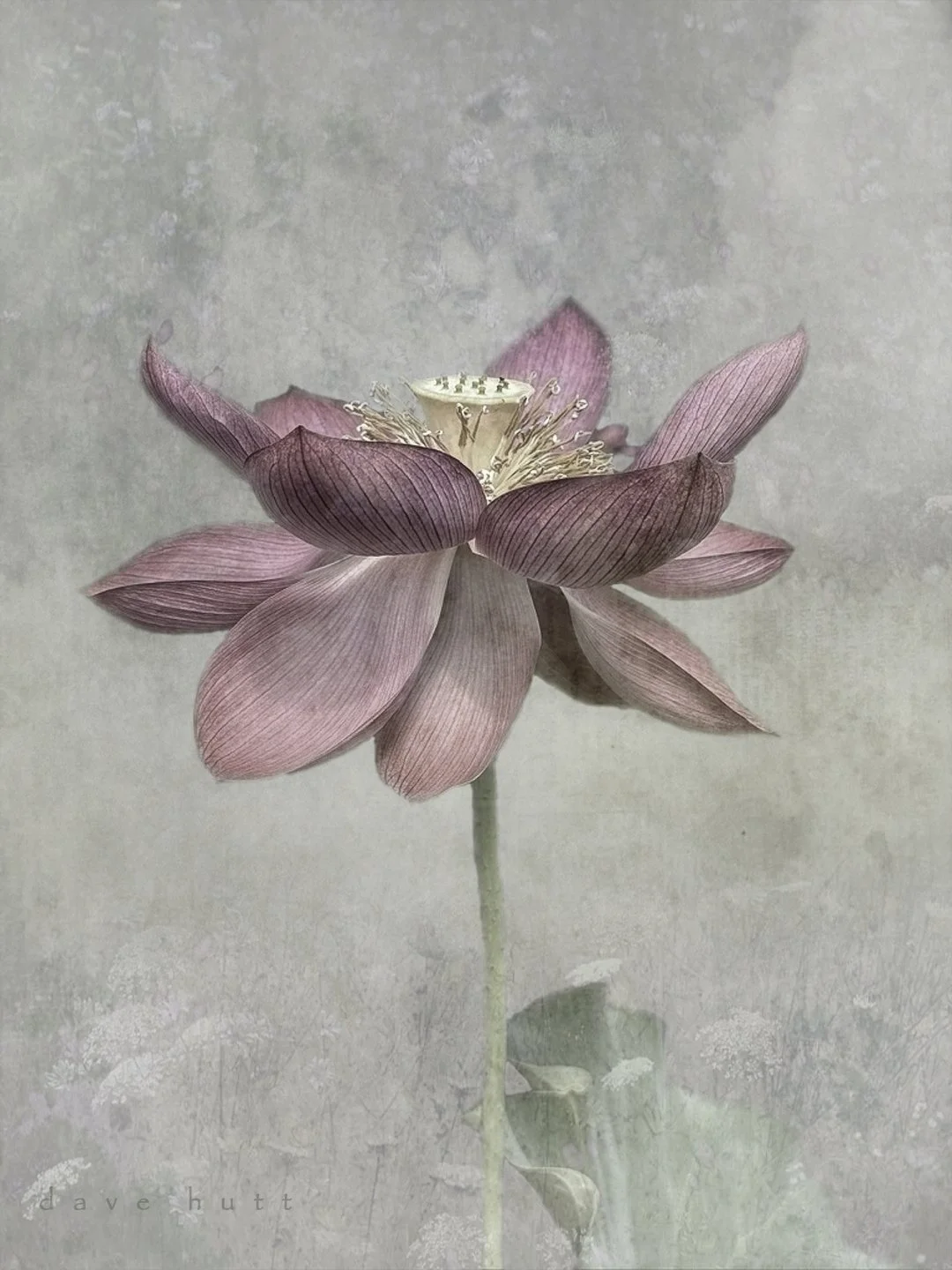 Pink lotus 3.jpg