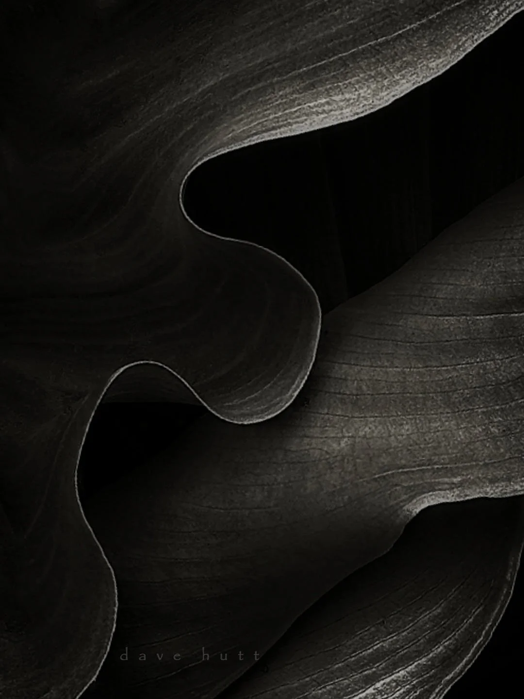 Calla leaves.jpg
