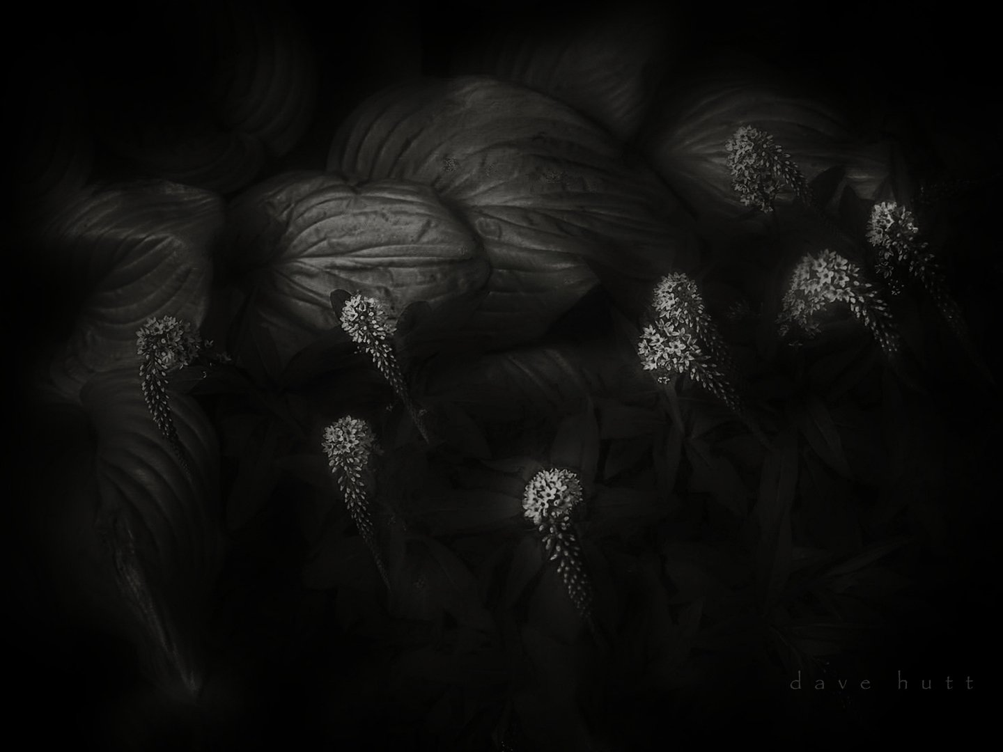 loosestrife and hosta BW.jpg