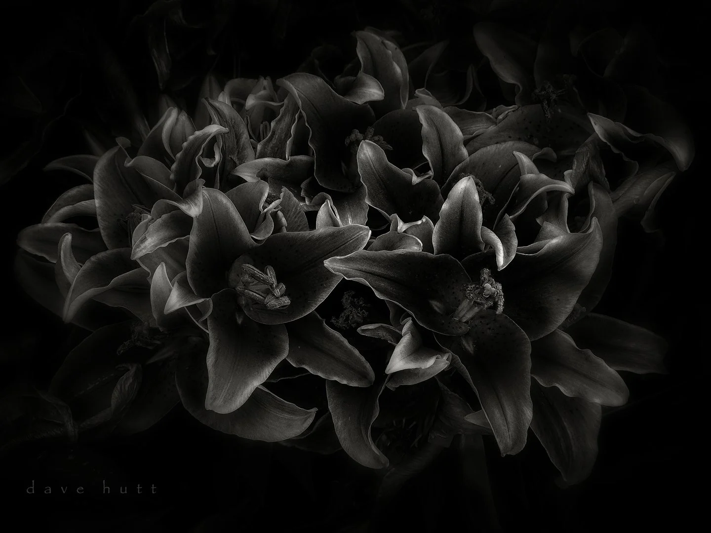 Stargazer lilies.jpg