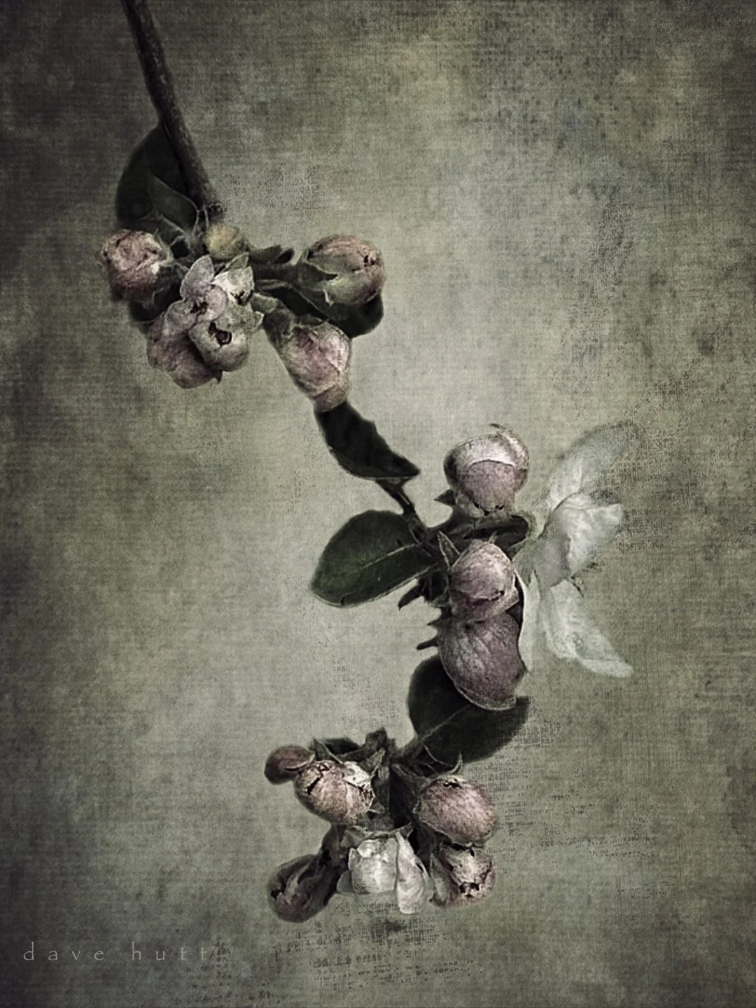 Cherry blossom 2.jpg