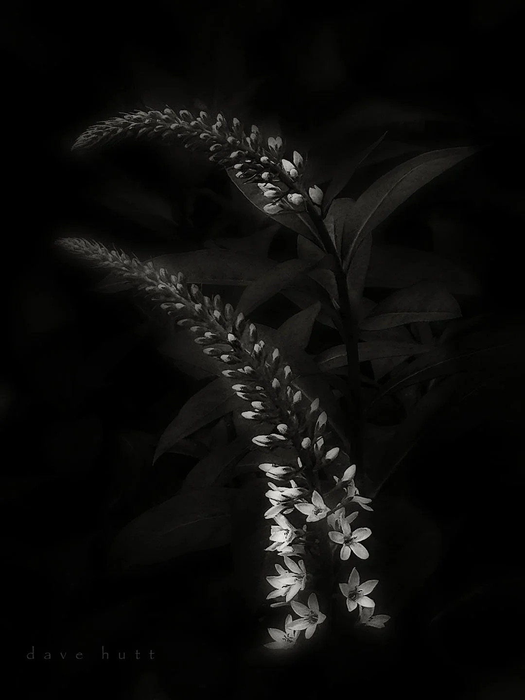 Gooseneck BW.jpg