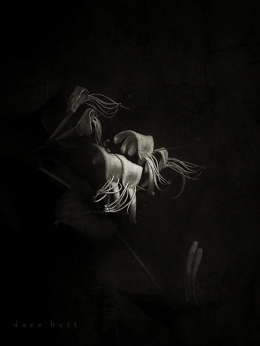 Japanese honeysuckle BW.jpg
