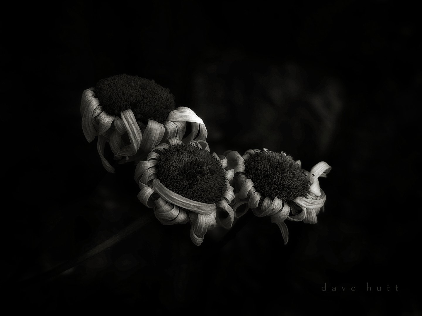 Old daisies BW.jpg