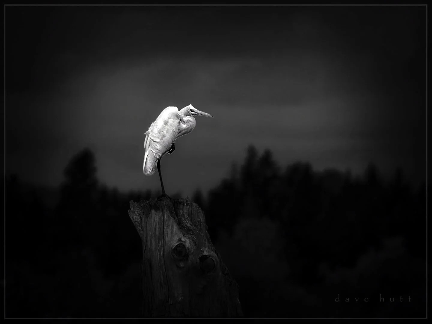 Egret 2.jpg