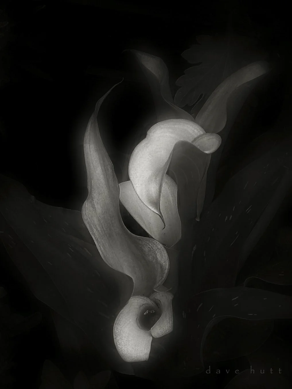 Calla lillies BW.jpg