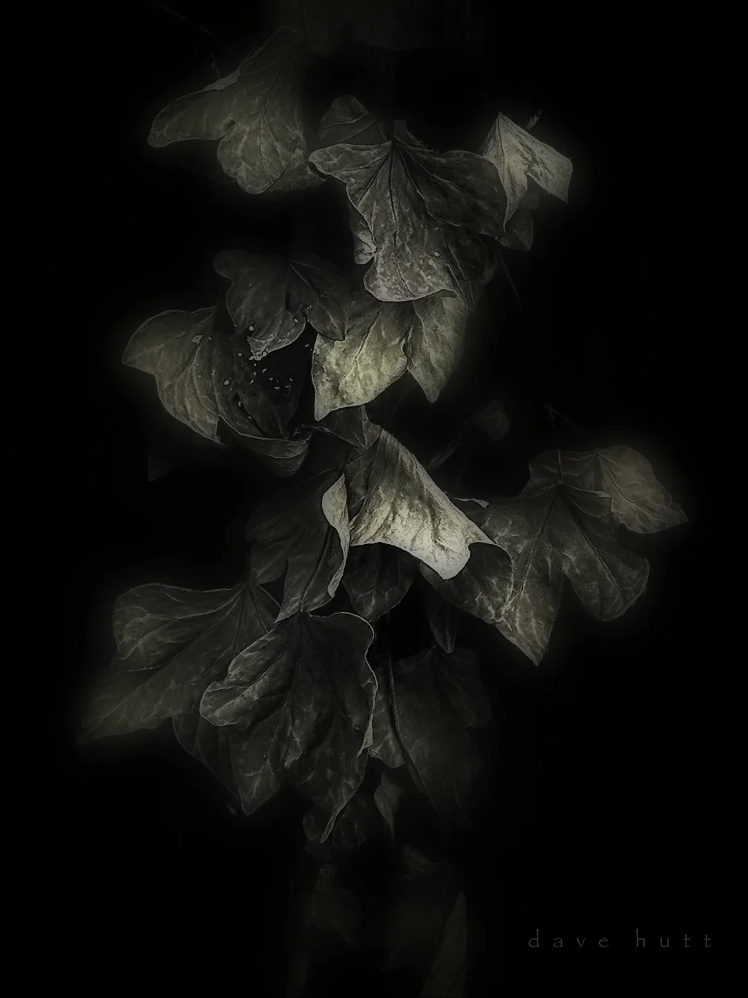 Ivy and fence.jpg
