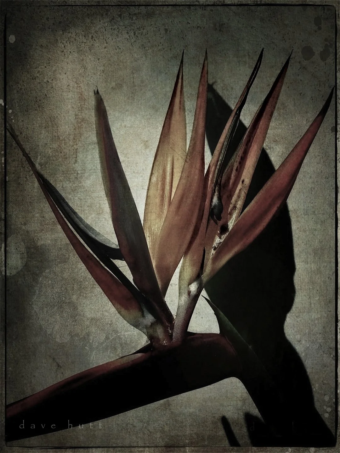 Bird of Paradise 2.jpg