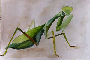 Praying mantis sketchbook page - phase one 